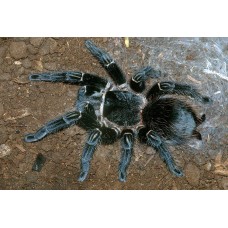 Tarántula gigante de Río Parahíba  - Lasiodora parahybana